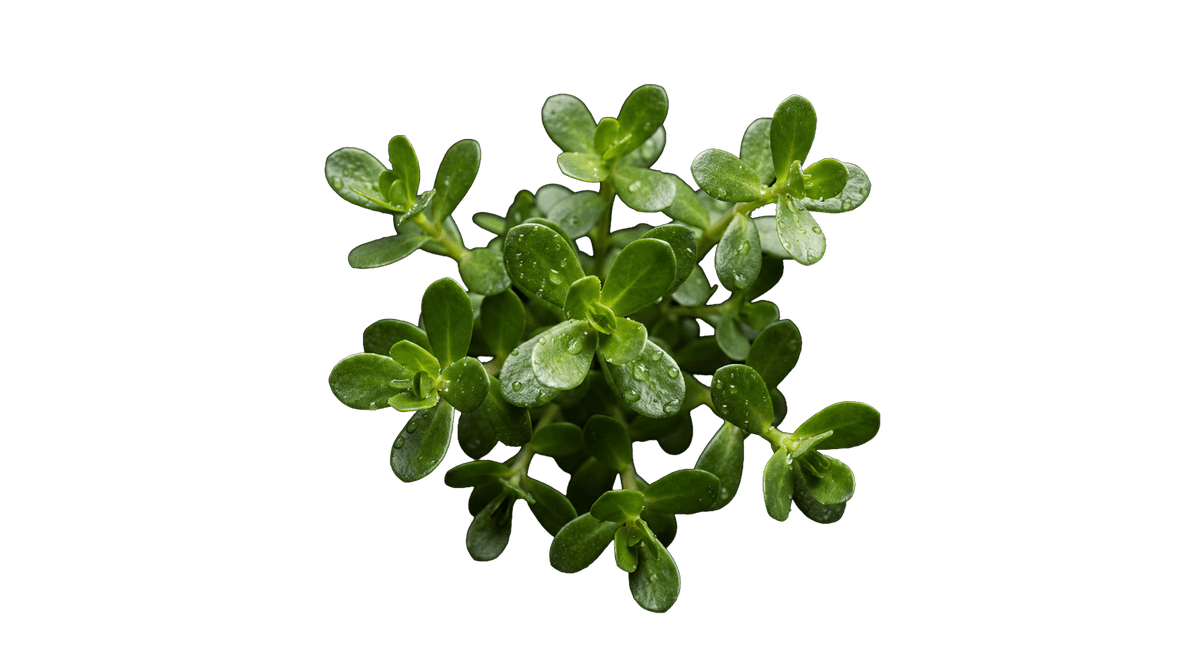 Bacopa monnieri: sumpplanten der også kaldes brahmi