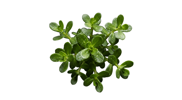 Bacopa monnieri: sumpplanten der også kaldes brahmi