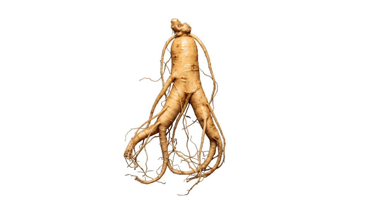 Ginseng: Panax-arterne, rød og hvid ginseng og roden der tog til Kina