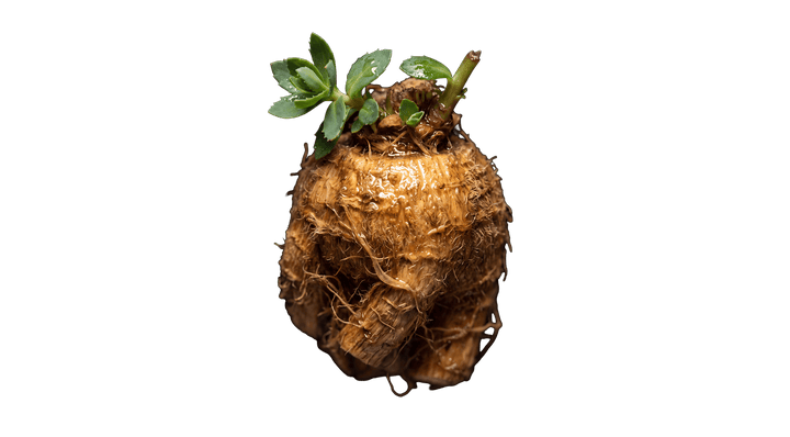 Russisk rod: hverken ginseng eller rosenrod