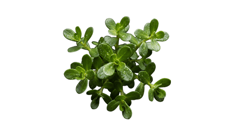 Bacopa monnieri