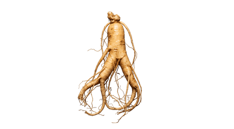 Panax Ginseng