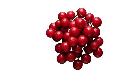 Schisandra